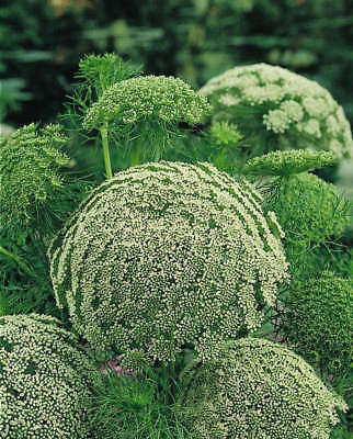 Green Mist Lace Flower - Large Cloud Like Clusters - theseedhouse - 50+ Seeds 