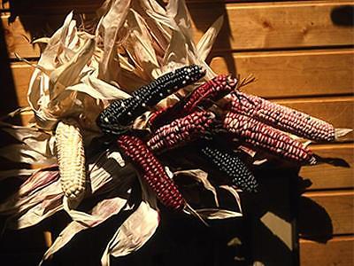 Calico Corn Seeds - Fun to Grow - Middle Sized Colorful 6 Inch Cobs - 50 Seeds 