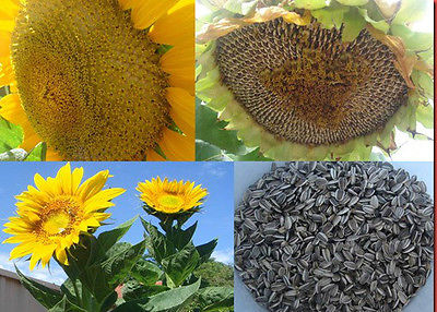 Sunflower Seeds - GIANT MAMMOTH - Great Choice for Child's Garden - 25+ Seeds 