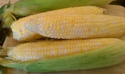 Sweetcorn ~ Peaches and Cream ~ Bicolor Kernels ~ Great Tasting Too! ~ 200 seeds