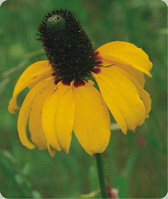 Clasping Coneflower Seeds - Hardy Perennial - Flowering Heirloom - 50 Seeds 