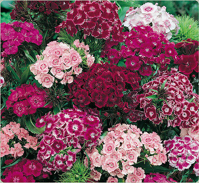 Sweet William Seeds - DOUBLE MIXED - Canadian Flowering Heirloom - 50+  Seeds 