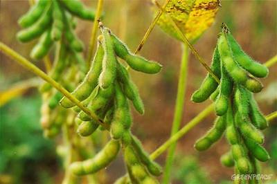 Bean Seeds - SOYBEAN - Very Easy to Grow - Nutritious - 50 Organic Seeds