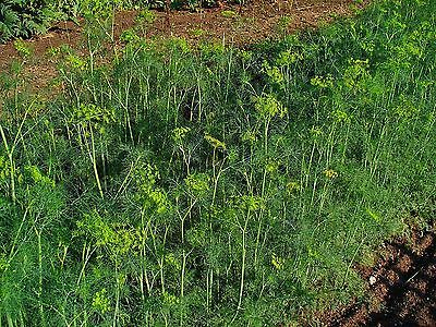 Dill Seeds (Anethum Graveolens) - MEDICINAL - HEALING HERB - 200+ Seeds 