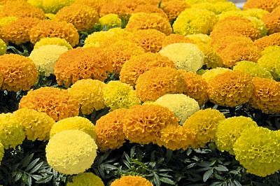 African Marigold Seeds - ANTIGUA MIXED - Great Border Flower 3