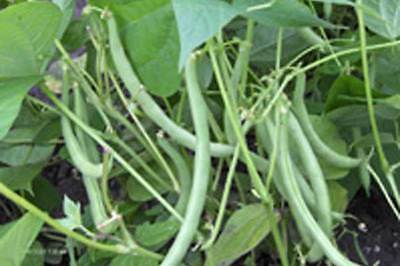 Bean Seeds - BLACK VALENTINE - Shelling Beans - Versatile Vegetable - 50 Seeds