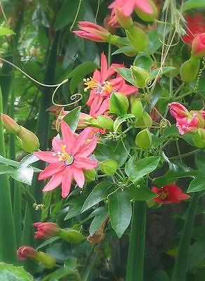 Passion Flower Seeds - RED - Evergreen Climber with Scarlet Red Blooms -10 Seeds