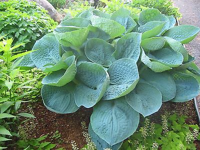 Hosta Plants - LOVE PAT - Blue Foliage - Rabbit Resistant Perennial - 2 Shoots