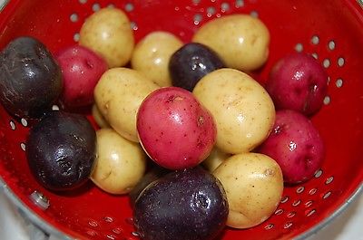 Potato Seed - 3 Favorites - Canadian #1 Choices for Colored Potatoes - 60 Tubers