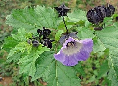 Shoo Fly Seeds - Nicandra Physalodes - Annual Plant - Potato Family - 25+ Seeds 