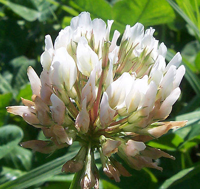 White Dutch Clover - Attracts and Nourishes Beneficial Insects - 1 lb. Seeds    