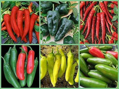Vegetable Garden Seed Collection - 6 HOT!!!! Pepper Varieties - 120 Seeds