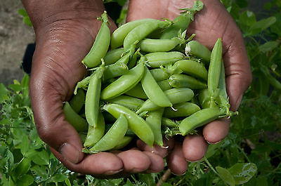 Pea Seeds - SUGAR ANN - Earliest Snap Pea - Sweet & Crisp  - CANADA - 50 Seeds