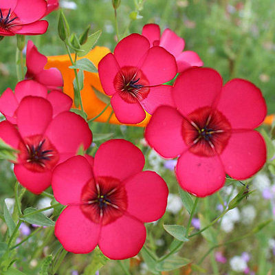 Flax Seeds - SCARLET - Bright Red Saucer Shaped Flowers - Reseeds - 50+ Seeds 