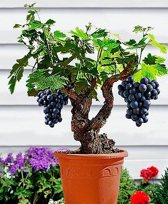 Miniature Grape Vine Seeds - PATIO SYRAH - Vitis Vinifera - Houseplant -15 Seeds