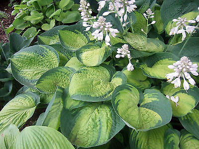 Hosta Plant - PARADIGM - Variegated Foliage - Rabbit Resistant Plant - 2 Shoots