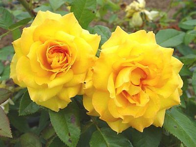 Rose Bush Seeds - ROYAL GOLD ROSA - Climbing Rose Bush - Fragrant - 10 Seeds