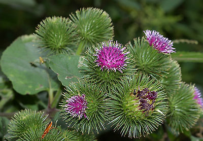 Arctium Lappa Seeds - Asteraceae Family - Edible Roots - Canada - 50+ Seeds