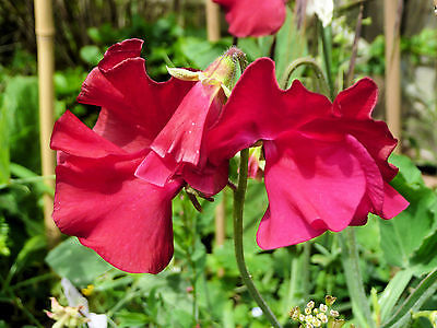 Sweet Pea Seeds - VIBRANT RED - Reseeds Itself - Hardy Perennial - 10 Seeds 