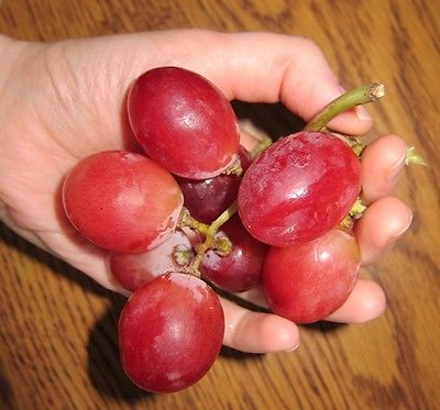 Grape Seeds - RED GLOBE - Mildly Sweet Fruit - NON GMO - MEDICINAL - 30 Seeds