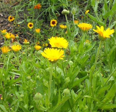 Pot Marigold Seeds - GOLD STAR - Calendula - Medicinal Herb - Edible - 25 Seeds