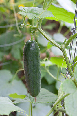 Cucumber Seeds - DARLING - Excellent Dark Green Color - Heirloom - 50+ Seeds 
