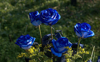 Rose Seeds - BLUE ON BLUE - STUNNING PERENNIAL ROSE - Winter Hardy - 10 Seeds