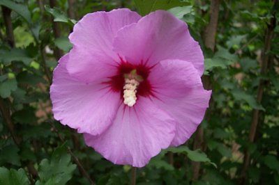 Rose of Sharon Seeds - PURPLE SATIN - Flowering Perennial Shrub - 25+ Seeds