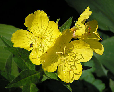 Evening Primrose Seeds - Brilliant Yellow Blooms - Canadian Heirloom - 100 Seeds