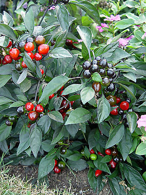Hot Pepper Seeds - BLACK PEARL - Ornamental, Edible - Extremely Hot - 10 Seeds