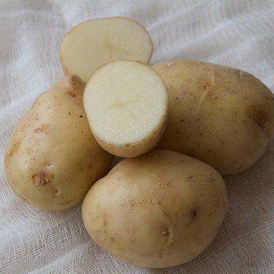 Potato Seed - ESTIMA - Excellent Choice for Baked, Fried, Boiled - 6 Tubers 