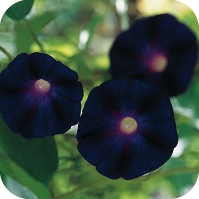 Morning Glory Seeds - GOTH BLACK KNIOLAS - Rare - Deep, Deep Purple -10 Seeds