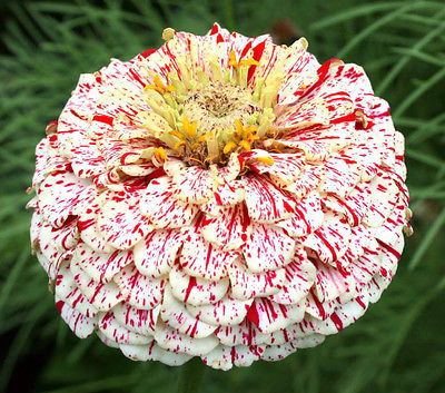Zinnia Seeds - CANDY CANE VARIETY - Deer Resistant - Drought Tolerant- 25+ Seeds