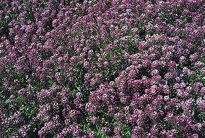 Alyssum Seeds - ROYAL CARPET - Groundcover - Annual - Purple Flowers - 50+ Seeds