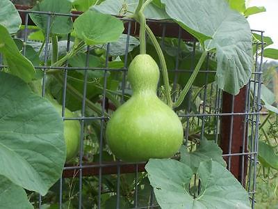 Gourd Seeds - BIRDHOUSE -  Gmo Free - Fun to Grow and Decorate- 10 Seeds