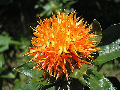Safflower - ORANGE - Highly Branched, Thistle Like Annual - 50+ Fresh Seeds 