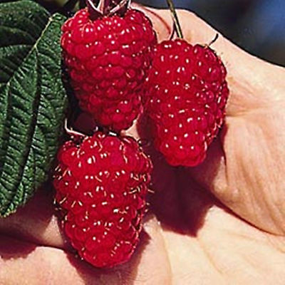 Raspberry Seeds - BRITISH COLUMBIA TULAMEEN - Gigantic Fruit -Gmo Free- 25 Seeds