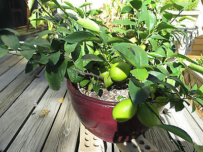 Lemon Tree Seeds- DWARF MEYER LEMON - MEDICINAL - Helps Weight Loss - 10 Seeds