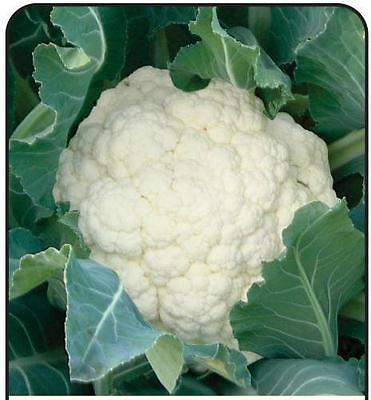 Cauliflower Seeds - SUPER SNOWBALL - Good Source of Vitamin C - 50+ Seeds