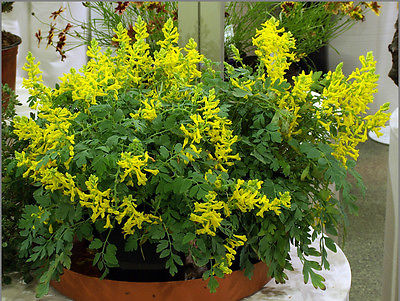 Corydalis Seeds - CANARY FEATHERS - Hybrid Shade Perennial- VERY RARE - 10 Seeds