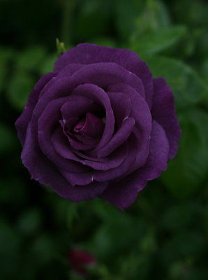 Rose Bush Seeds - PURPLE SPLASH - Rare Perennial - Fragrant Blooms - 10 Seeds