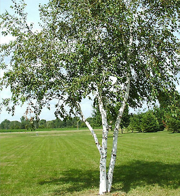 Birch Tree Seeds - WHITE - Betula Papyifera - Native Canadian Tree - 20 Seeds