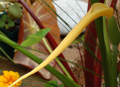 Blooming Taro Plant - Gigantic - Tropical - Exotic - House Plant Too! - 2 Bulbs 