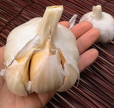 Elephant Garlic  ~ Huge!! ~ Easy to Grow ~~ Allium Ampeloprasum ~~~~~ 6 Bulblets