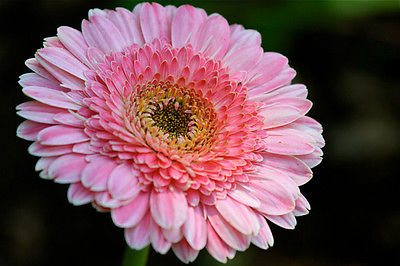 Gerbera Daisy Seeds - PACIFIC RIM - Eye Catching Festival Flowers - 10 Seeds
