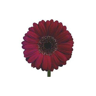 Gerbera Daisy Seeds - ROYAL BURGUNDY - Eye Catching Festival Flowers - 10 Seeds