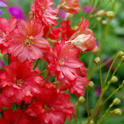 Larkspur Seeds - CARMINE KING -Deep Rose Flower Spikes- theseedhouse - 25+ Seeds