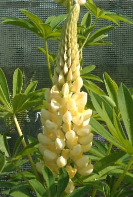 Lupin Seeds * Yellow * Hardy Flowering Perennial * Country Garden *10 Seeds*****