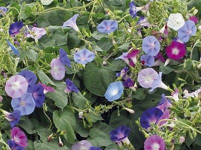 Morning Glory Seeds * Mixed * Indigo, Maroon, White and Mauve Blooms * 25 Seeds