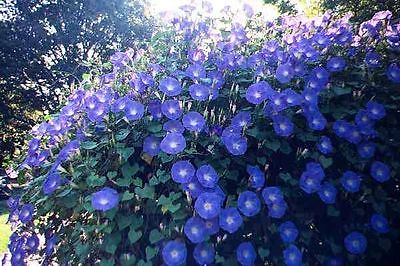 Morning Glory Seeds - HEAVENLY BLUE - 3-4